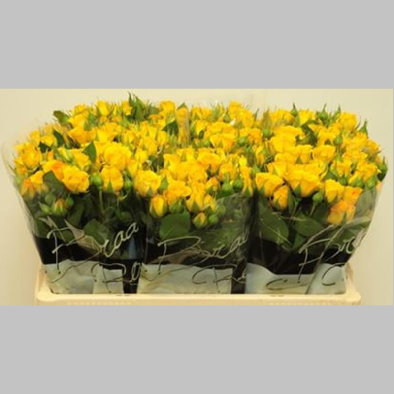 Trandafiri cu ramificatie Galbeni, 40/50 cm, Pachet (10 buc.)